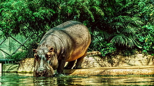 hipoppotamus near a body of water